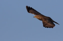 Káně lesní  ( Buteo buteo )
