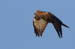 Káně lesní  ( Buteo buteo )