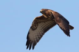 Káně lesní  ( Buteo buteo )