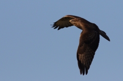 Káně lesní  ( Buteo buteo )