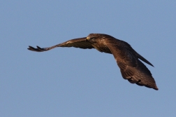 Káně lesní  ( Buteo buteo )
