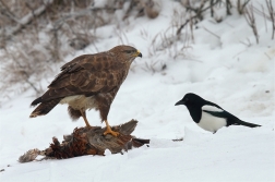 Káně lesní na újedi