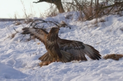 Káně lesní na újedi