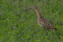 Koliha velká  ( Numenius arguata )