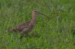 Koliha velká  ( Numenius arguata )