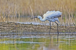 Kolpík bílý  ( Platalea leucorodia )