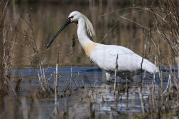 Kolpík bílý  ( Platalea leucorodia )