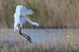 Kolpík bílý  ( Platalea leucorodia )