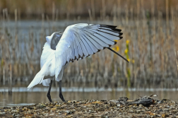 Kolpík bílý  ( Platalea leucorodia )