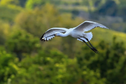 Kolpík bílý  ( Platalea leucorodia )