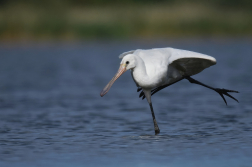 Kolpík bílý  ( Platalea leucorodia )