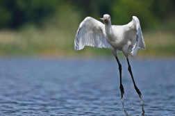 Kolpík bílý  ( Platalea leucorodia )