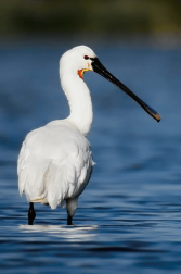 Kolpík bílý  ( Platalea leucorodia )