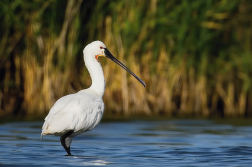 Kolpík bílý  ( Platalea leucorodia )