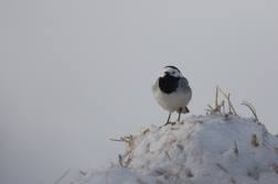 Konipas bílý  ( Motacilla alba )