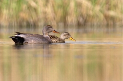 Kopřivka obecná ( Anas streptera )