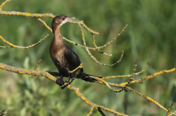 Kormorán malý  (  Microcarbo pygmaeus )