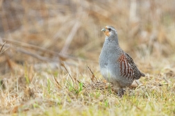 Koroptev polní  ( Perdix perdix )