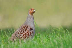 Koroptev polní  ( Perdix perdix )