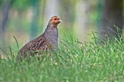Koroptev polní  ( Perdix perdix )
