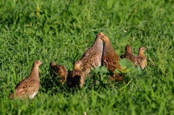 Koroptev polní  ( Perdix perdix )