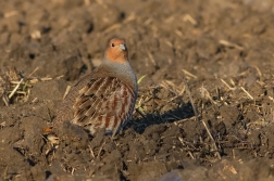 Koroptev polní  ( Perdix perdix )