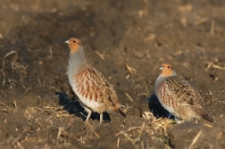 Koroptev polní  ( Perdix perdix )