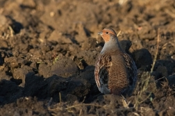 Koroptev polní  ( Perdix perdix )