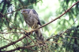 Krahujec obecný - samice