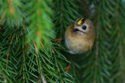 Králíček obecný ( Regulus regulus )