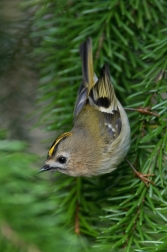 Králíček obecný ( Regulus regulus )