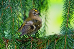 Králíček obecný ( Regulus regulus )