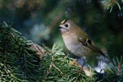 Králíček obecný  ( Regulus regulus )