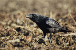 krkavec velký  ( Corvus corax )