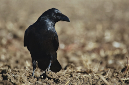 krkavec velký  ( Corvus corax )
