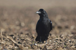krkavec velký  ( Corvus corax )