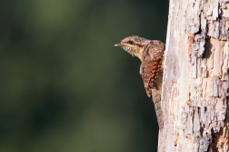 Krutihlav obecný  ( Jynx torguilla )