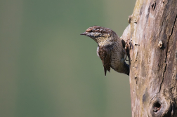 Krutihlav obecný  ( Jynx torguilla )