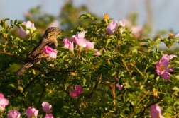 Krutihlav obecný  ( Jynx torguilla )