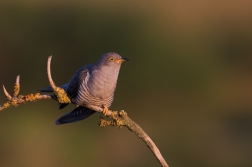 Kukačka obecná  (Cuculus canorus )
