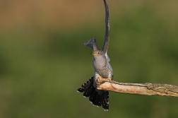 Kukačka obecná  (Cuculus canorus )