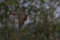Kukačka obecná  (Cuculus canorus )