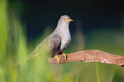 Kukačka obecná ( Cuculus canorus )