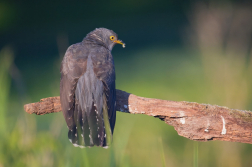 Kukačka obecná ( Cuculus canorus )