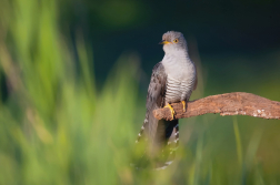 Kukačka obecná ( Cuculus canorus )