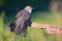Kukačka obecná ( Cuculus canorus )