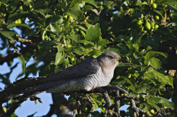 Kukačka obecná ( Cuculus canorus )