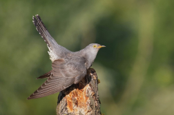 Kukačka obecná ( Cuculus canorus )