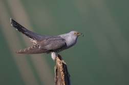 Kukačka obecná ( Cuculus canorus )