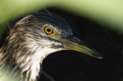 Kvakoš noční  ( Nycticorax nycticorax )